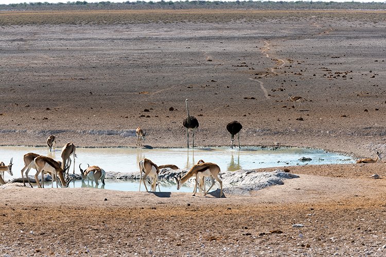 NAM OSHI Etosha 2016NOV26 017