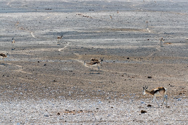 NAM OSHI Etosha 2016NOV26 018
