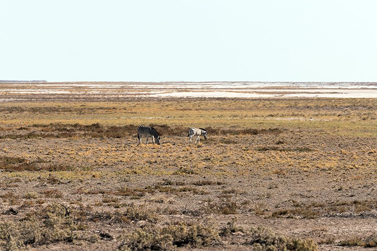 NAM OSHI Etosha 2016NOV26 021