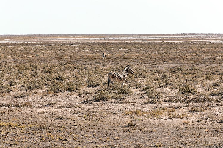 NAM OSHI Etosha 2016NOV26 022