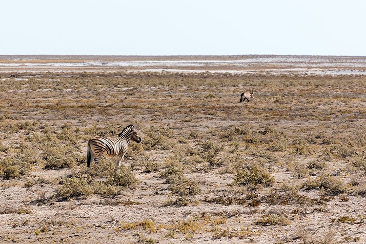 NAM OSHI Etosha 2016NOV26 023