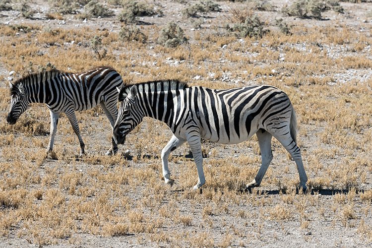 NAM OSHI Etosha 2016NOV26 024