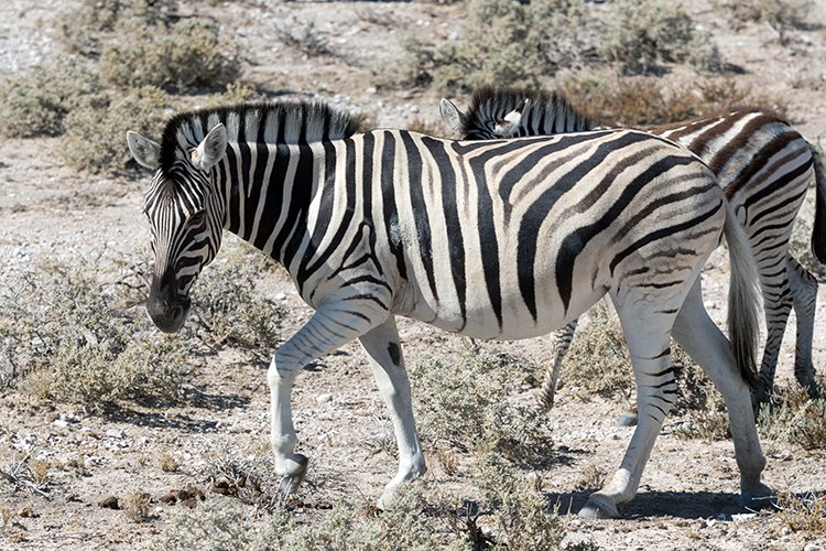 NAM OSHI Etosha 2016NOV26 025