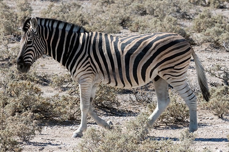 NAM OSHI Etosha 2016NOV26 026