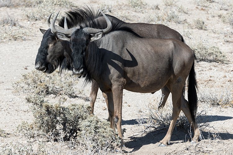 NAM OSHI Etosha 2016NOV26 027