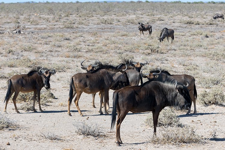 NAM OSHI Etosha 2016NOV26 028