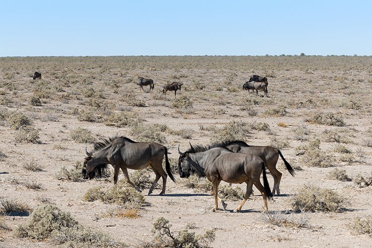 NAM OSHI Etosha 2016NOV26 029