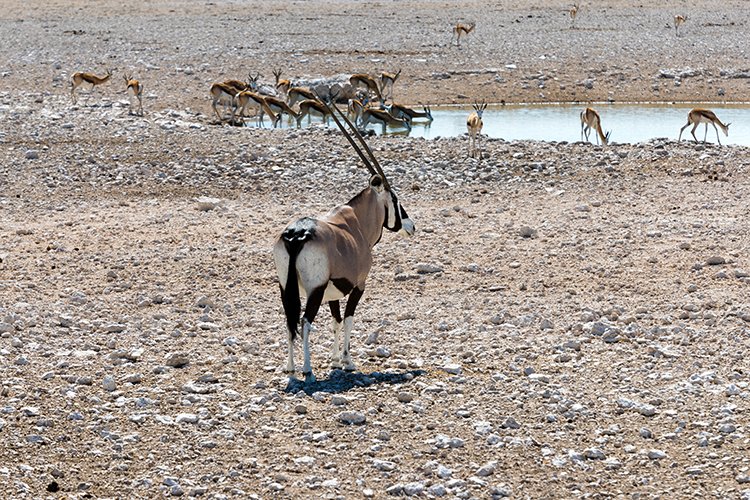 NAM OSHI Etosha 2016NOV26 031
