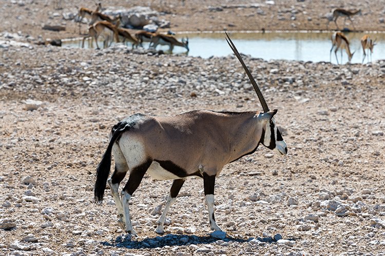 NAM OSHI Etosha 2016NOV26 033