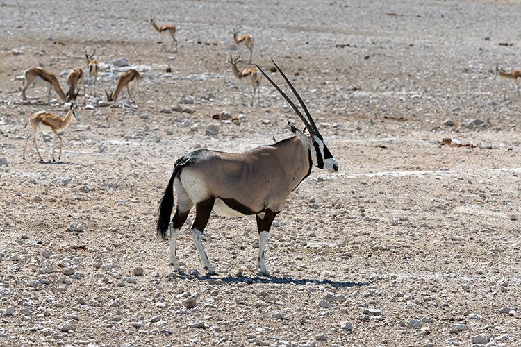 NAM OSHI Etosha 2016NOV26 034