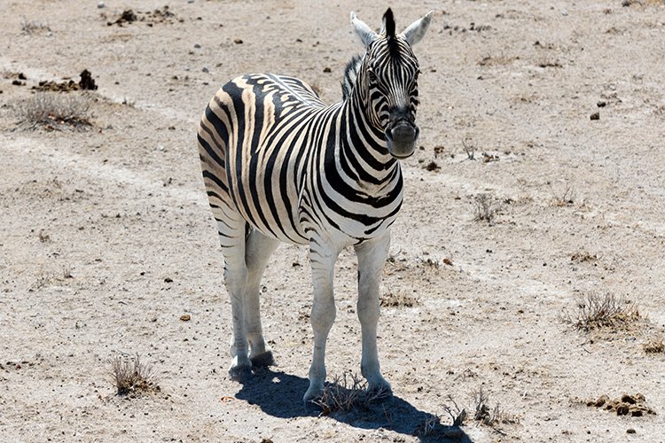 NAM OSHI Etosha 2016NOV26 039