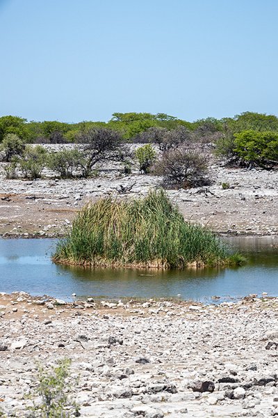 NAM OSHI Etosha 2016NOV26 041