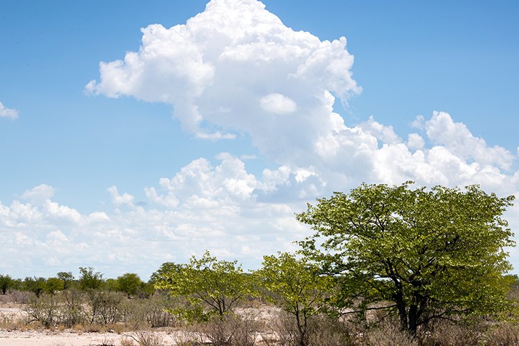 NAM OSHI Etosha 2016NOV26 043