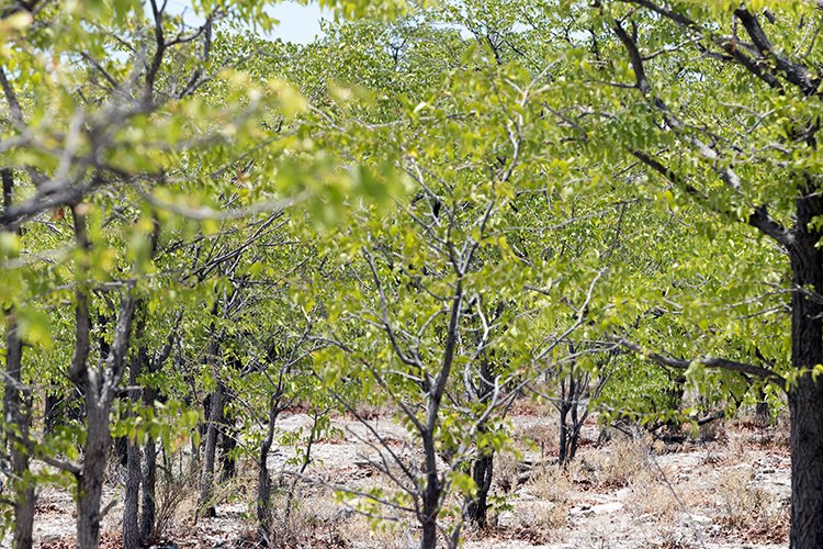 NAM OSHI Etosha 2016NOV26 054