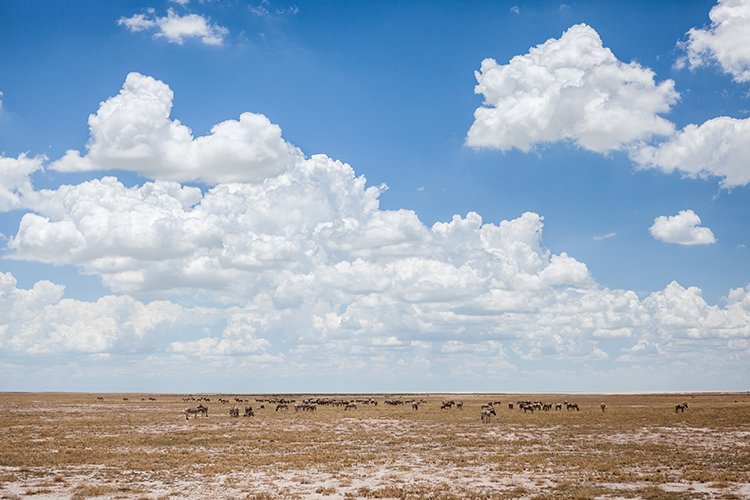 NAM OSHI Etosha 2016NOV26 058