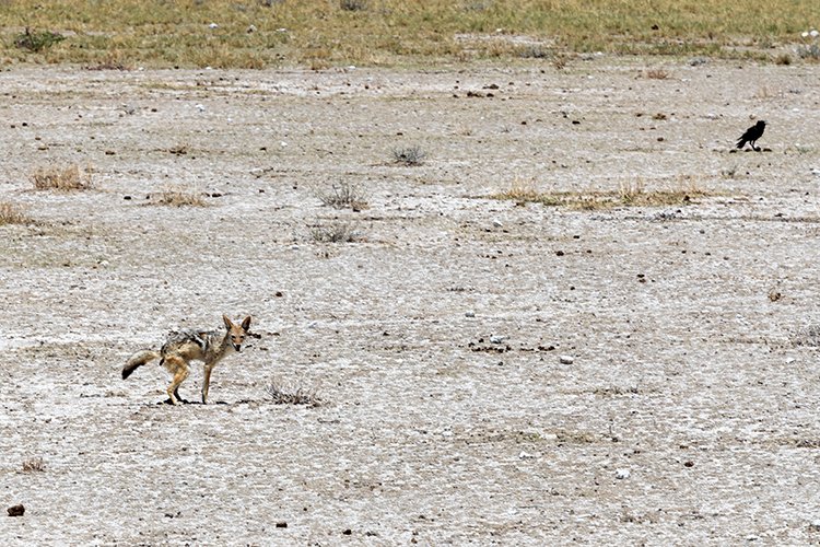 NAM OSHI Etosha 2016NOV26 059
