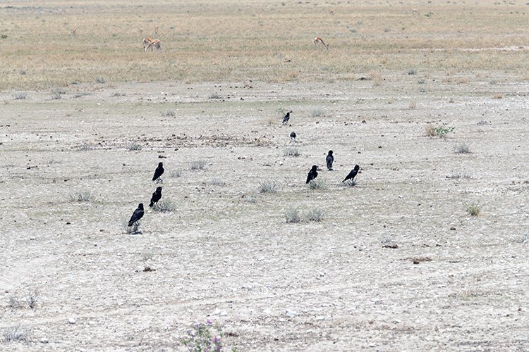 NAM OSHI Etosha 2016NOV26 060