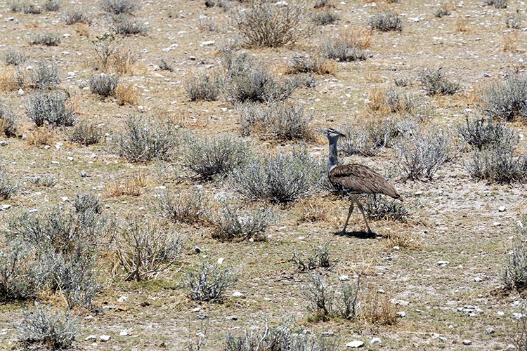 NAM OSHI Etosha 2016NOV26 062