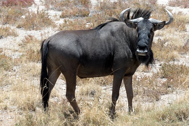 NAM OSHI Etosha 2016NOV26 063