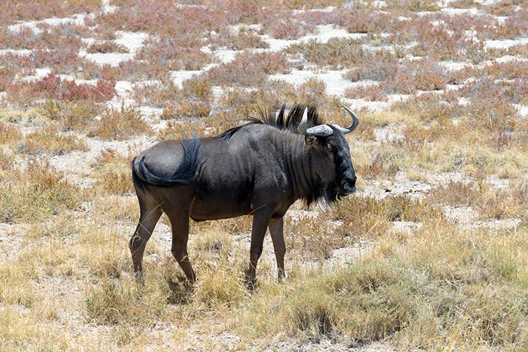 NAM OSHI Etosha 2016NOV26 064