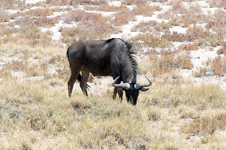 NAM OSHI Etosha 2016NOV26 065