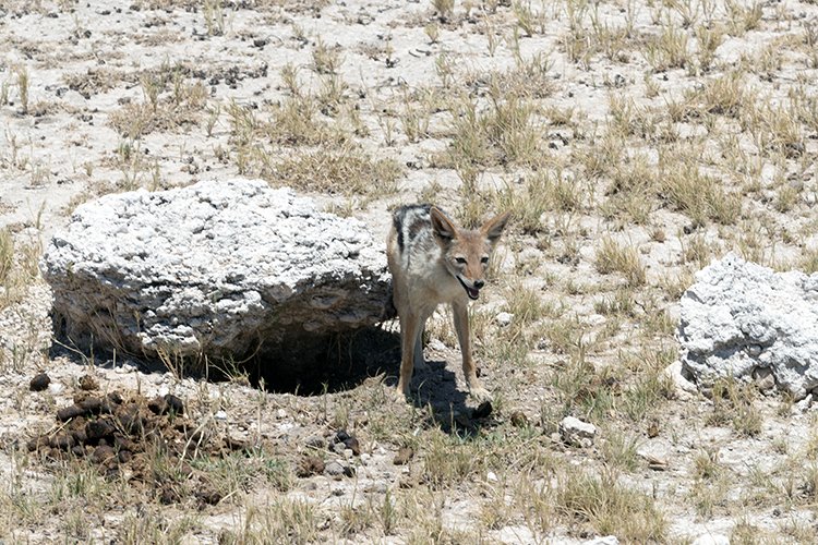NAM OSHI Etosha 2016NOV26 066