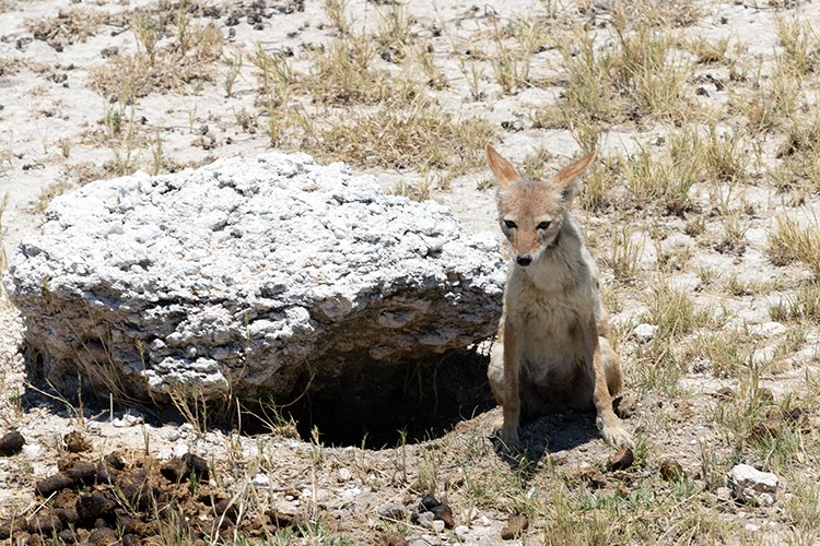 NAM OSHI Etosha 2016NOV26 067