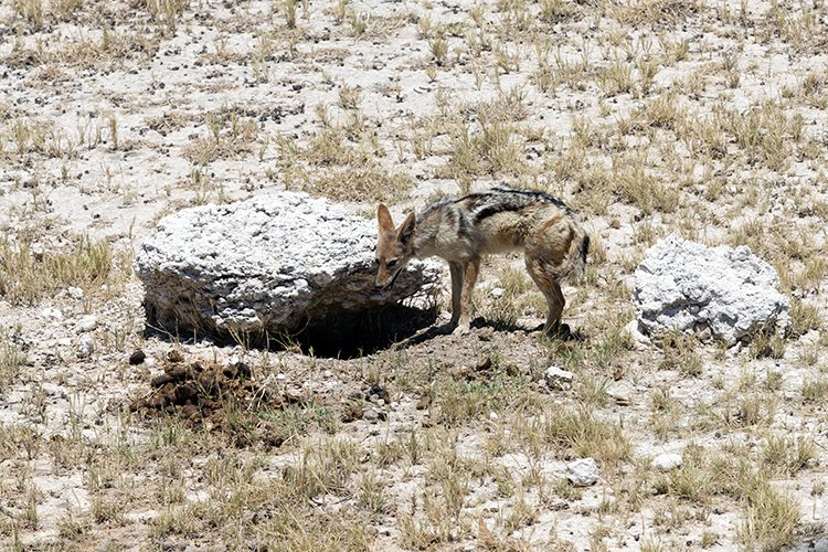 NAM OSHI Etosha 2016NOV26 068