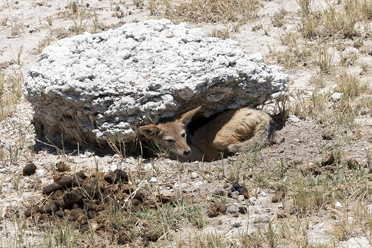 NAM OSHI Etosha 2016NOV26 069