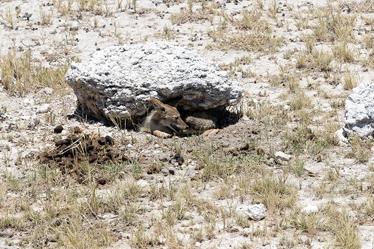 NAM OSHI Etosha 2016NOV26 070