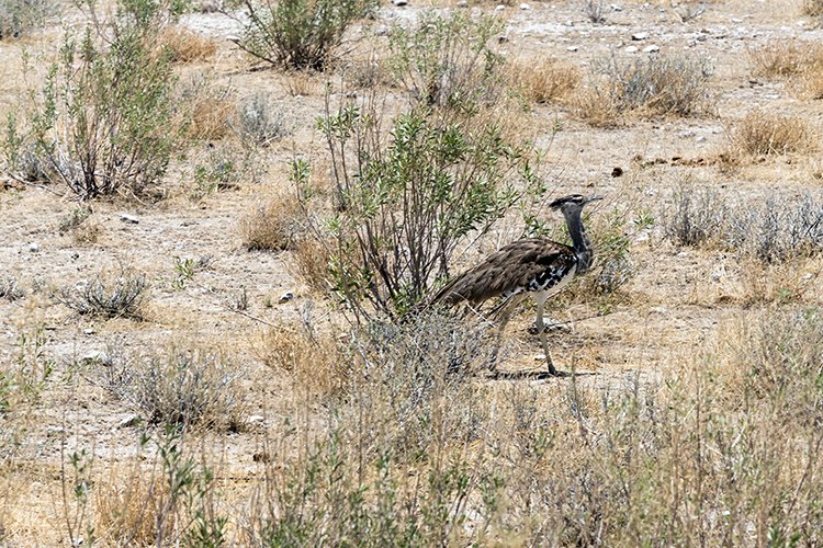 NAM OSHI Etosha 2016NOV26 071