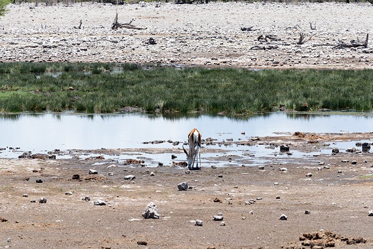 NAM OSHI Etosha 2016NOV26 072