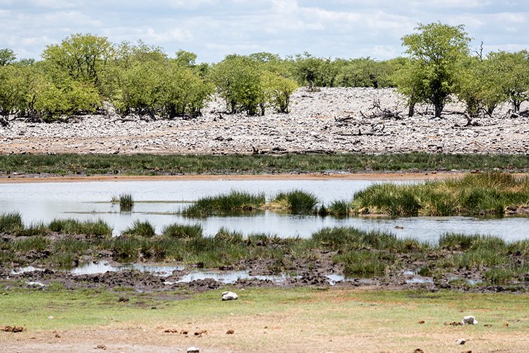 NAM OSHI Etosha 2016NOV26 073