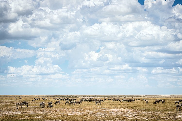 NAM OSHI Etosha 2016NOV26 074