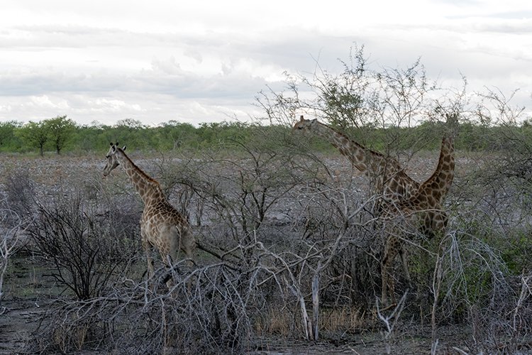 NAM OSHI Etosha 2016NOV26 078