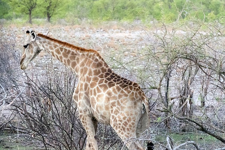 NAM OSHI Etosha 2016NOV26 079