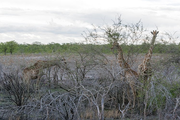 NAM OSHI Etosha 2016NOV26 081