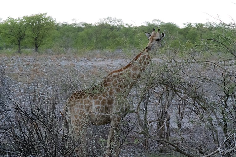 NAM OSHI Etosha 2016NOV26 082