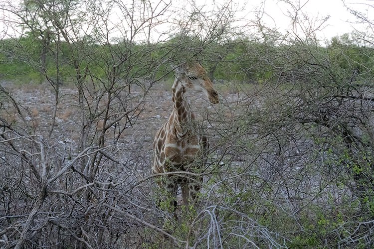 NAM OSHI Etosha 2016NOV26 083