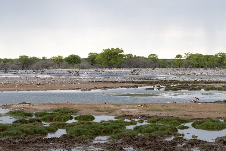 NAM OSHI Etosha 2016NOV26 085