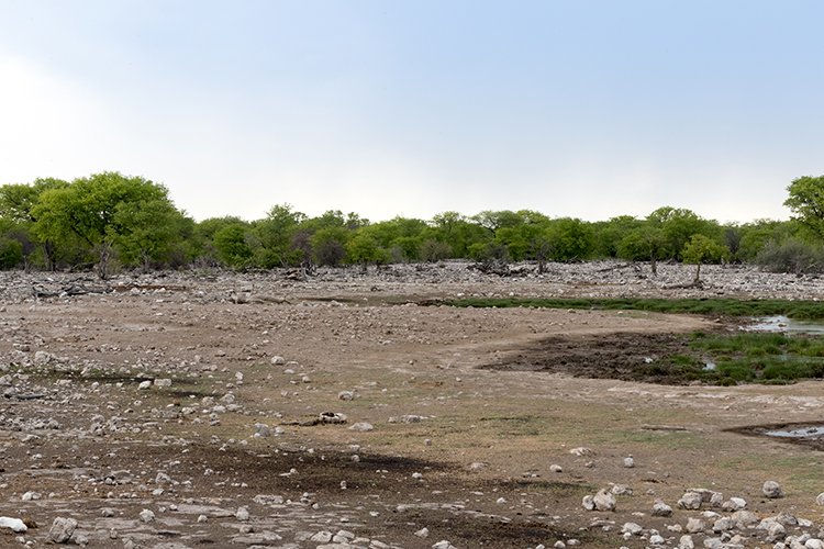 NAM OSHI Etosha 2016NOV26 086