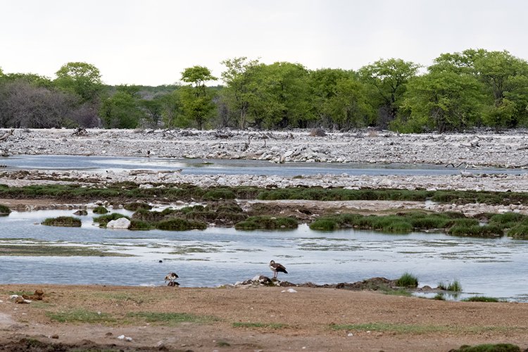 NAM OSHI Etosha 2016NOV26 087