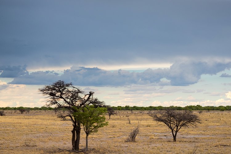NAM OSHI Etosha 2016NOV26 089