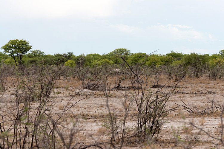 NAM OSHI Etosha 2016NOV26 091