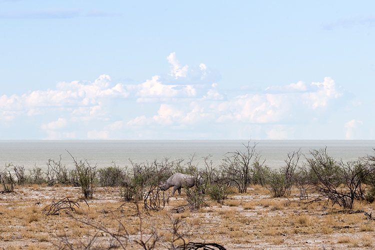 NAM OSHI Etosha 2016NOV26 092
