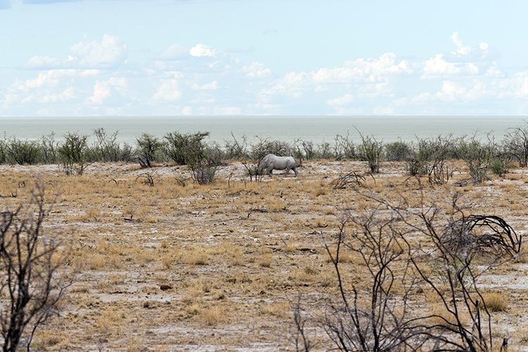 NAM OSHI Etosha 2016NOV26 093