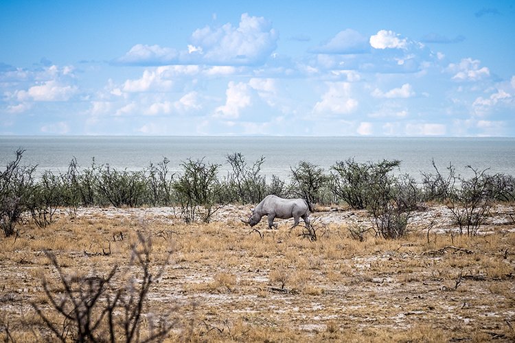 NAM OSHI Etosha 2016NOV26 094