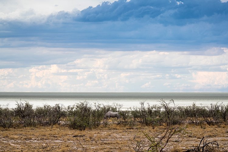 NAM OSHI Etosha 2016NOV26 096
