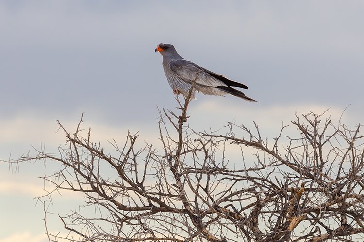 NAM OSHI Etosha 2016NOV26 097
