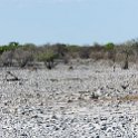 NAM OSHI Etosha 2016NOV26 001 : 2016, 2016 - African Adventures, Africa, Date, Etosha National Park, Month, Namibia, November, Oshikoto, Places, Southern, Trips, Year